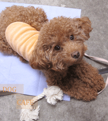 ◆ＬＩＦＥ　ＷＩＴＨ　ＭＹ　ＤＯＧ　ＩＮ　ＳＵＭＭＥＲ◆_b0111306_14564722.gif