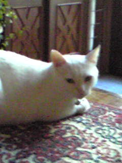 c0180209_17513261.jpg