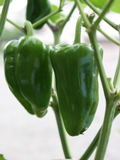 夏野菜の収穫だ　の巻_c0053520_21134385.jpg
