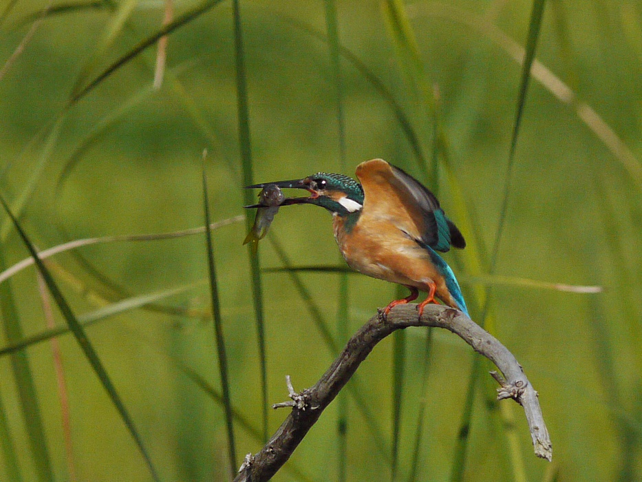 カワセミ君、獲物と格闘♪_a0031821_20134778.jpg