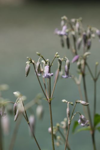 上高地の花４　クサボタン_a0040021_20532956.jpg