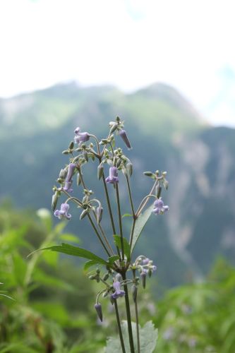 上高地の花４　クサボタン_a0040021_2054464.jpg