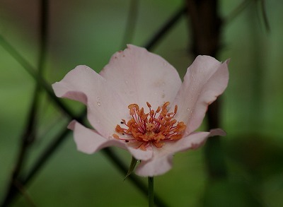 f0170524_13132420.jpg