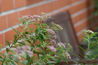 f0170524_13221733.jpg