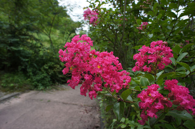 処暑過ぎて花は秋_f0007926_16422755.jpg