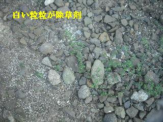 除草剤散布他_f0031037_18533836.jpg