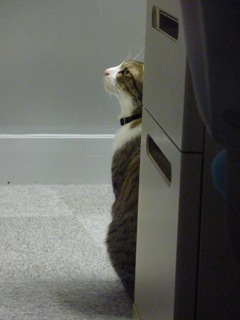待ってる猫 ぽー編。_a0143140_23322697.jpg