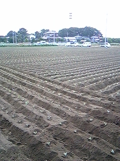 潅注処理農薬にアグリボを混ぜてみる_b0164360_13312085.jpg
