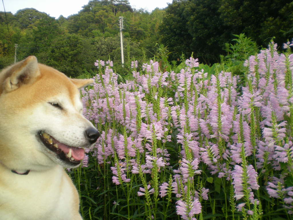 2010年8月24日(火)海と子供と子犬!_f0060461_9105191.jpg