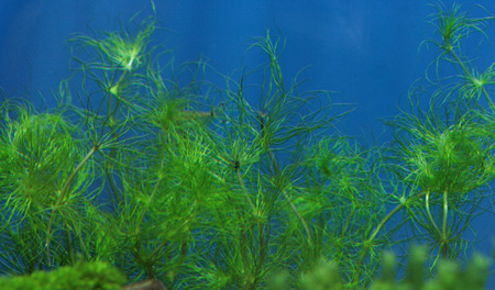 a0162263_22253728.jpg
