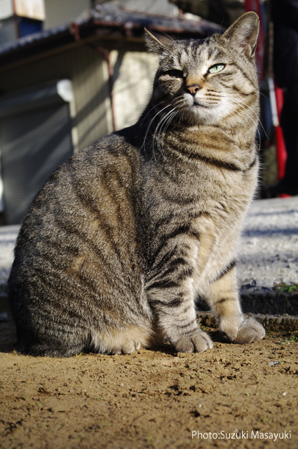 そのきじとら猫のしっかりと地面を踏みしめる姿に。。_b0174465_6465688.jpg