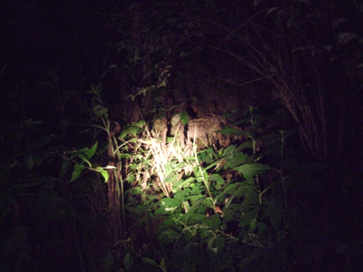 d0094868_21173666.gif