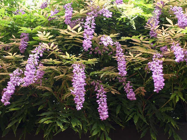 夏に咲いていた藤の花 金公園にて 自然風の自然風だより