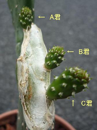 折れたスミエボシの復活 健気に育つ植物たち