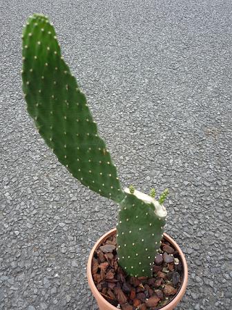 折れたスミエボシの復活 健気に育つ植物たち