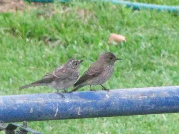 久しぶりのご近所野鳥_e0092286_1741758.jpg