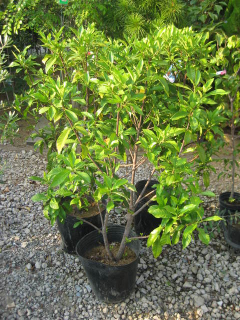 クチナシ 地植えのクチナシを鉢で育てる｜そだレポ（栽培レポート）byあみの