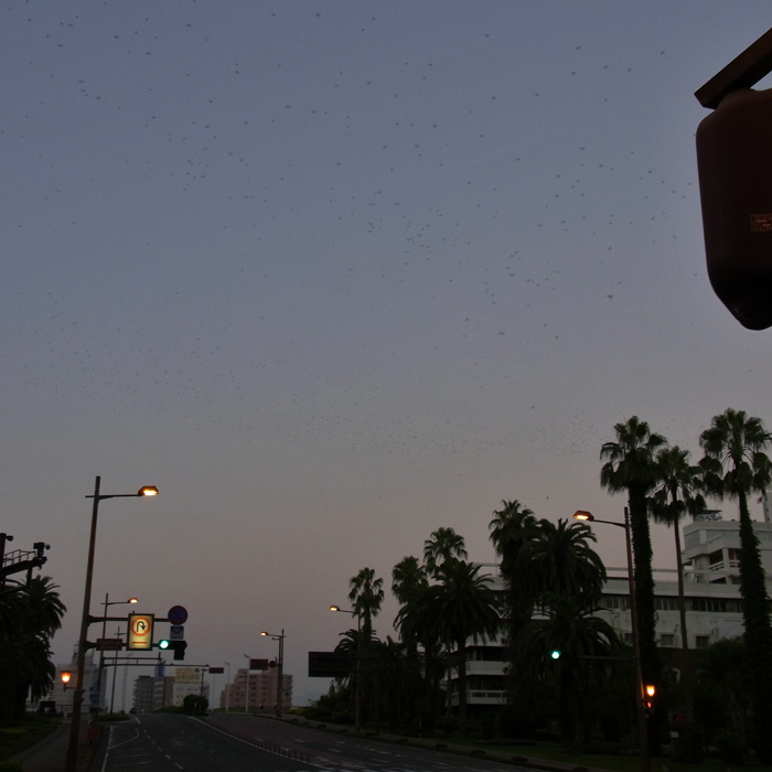 c0049299_2052176.jpg