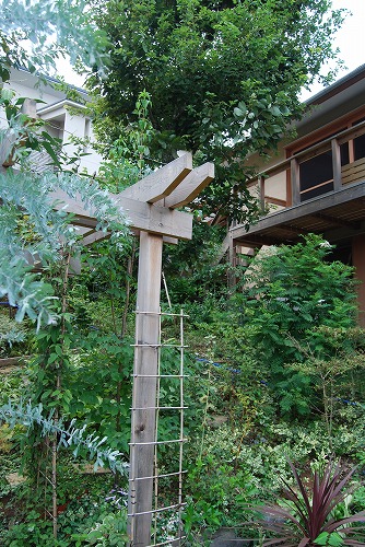 8月の庭…_c0124100_23332960.jpg