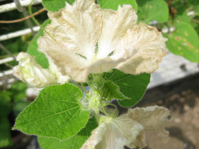 c0085916_06231.jpg