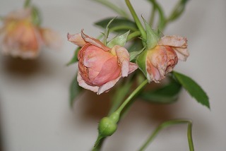 f0170524_1334841.jpg