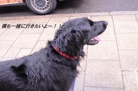 ノンオイルでヘルシーレシピ☆エビとアボカドのお豆腐和え_d0104926_2125564.jpg