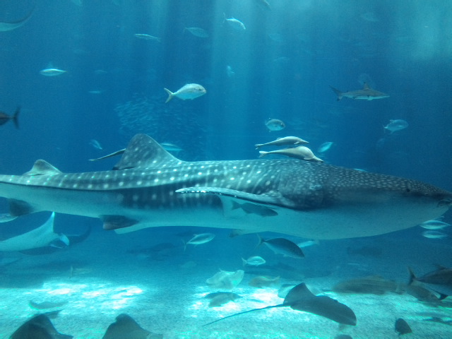 c0045730_2372957.jpg