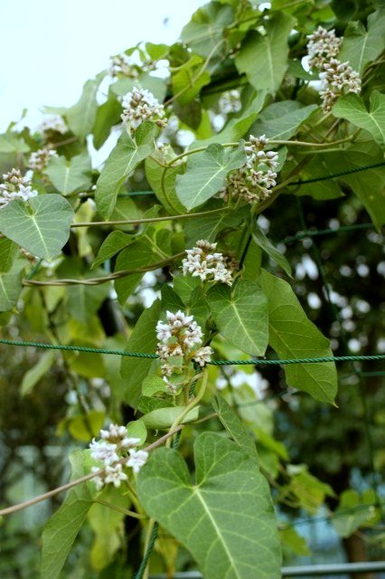 花言葉 「 清らかな祈り 」 ☆ 星形で肉厚の花びら･･･そして毛深い ？_a0122932_23192767.jpg