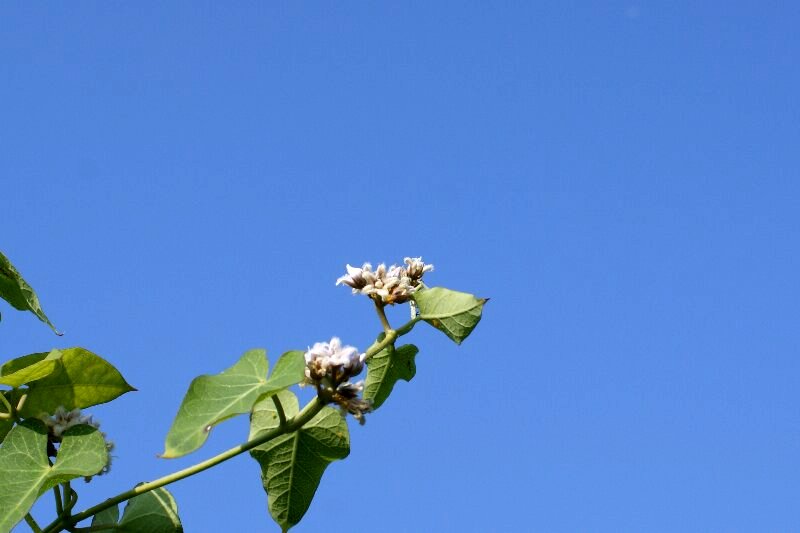 花言葉 「 清らかな祈り 」 ☆ 星形で肉厚の花びら･･･そして毛深い ？_a0122932_23195758.jpg