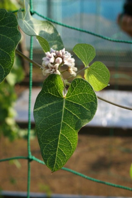 花言葉 「 清らかな祈り 」 ☆ 星形で肉厚の花びら･･･そして毛深い ？_a0122932_2320723.jpg