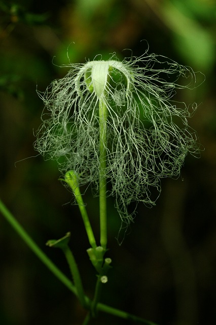 c0155950_16569.jpg