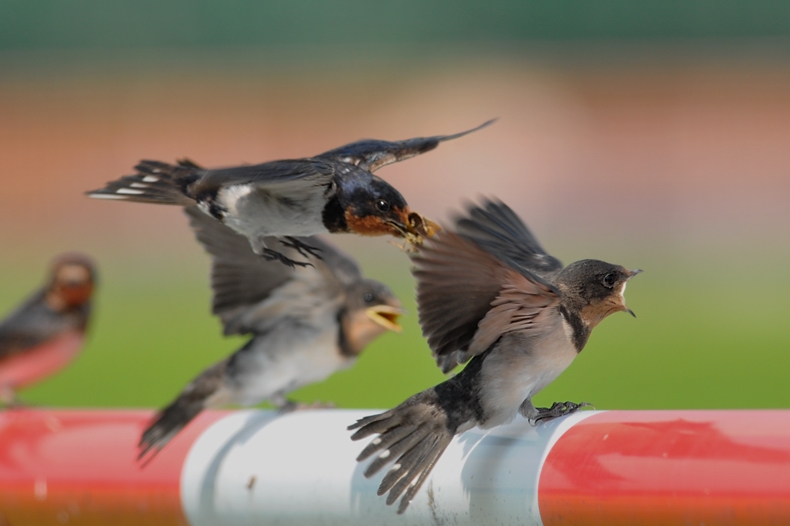 ツバメ幼鳥_f0053272_8224815.jpg