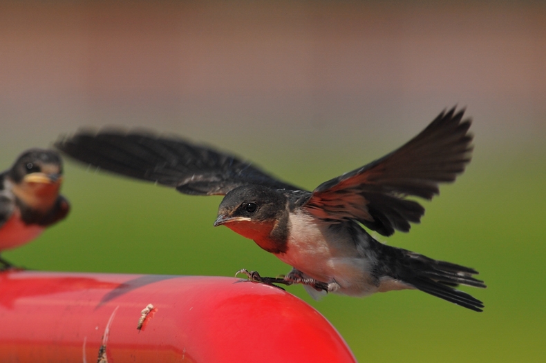 ツバメ幼鳥_f0053272_8263336.jpg