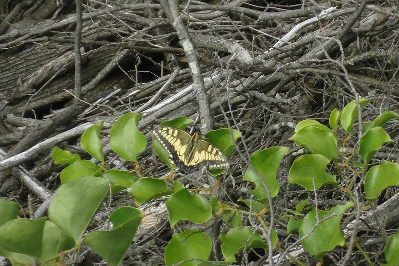e0024081_202069.jpg