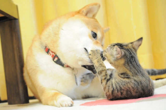 おかえりなさい。_a0126590_5321273.jpg