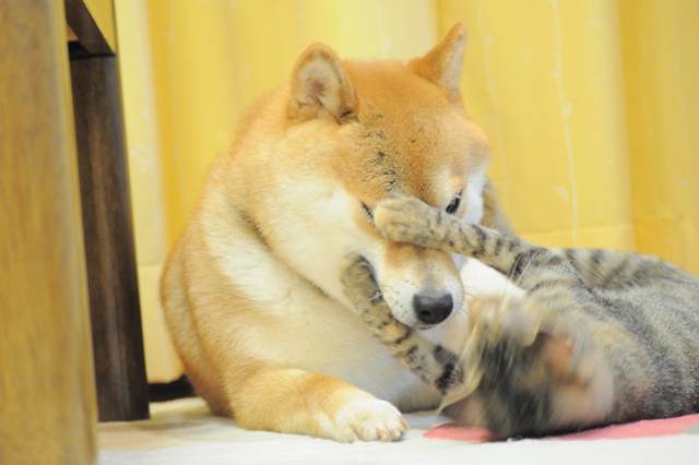 おかえりなさい。_a0126590_5323546.jpg