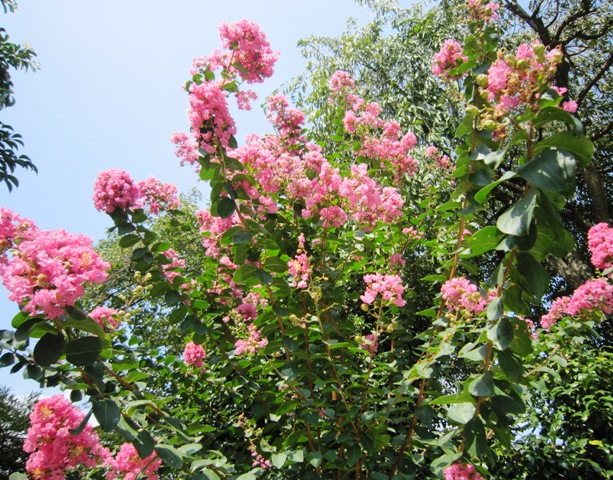 c0125702_21524712.jpg
