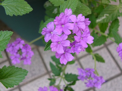 a0123003_23563524.jpg