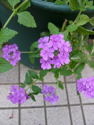 a0123003_235643.jpg