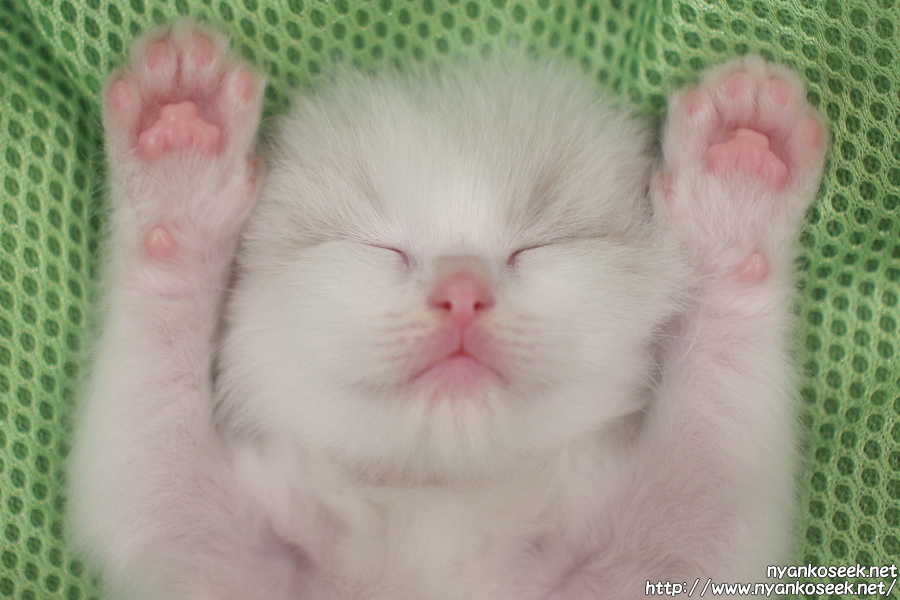 ラグドールの子猫の寝顔 ベスト3 Nyankoseek Blog ラグドールの子猫の寝顔 ベスト3 Nyankoseek Blog