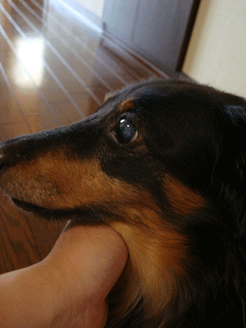 f0232522_10584331.gif