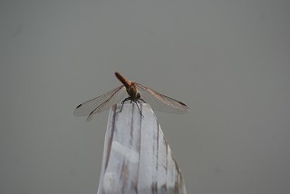 f0170524_14155483.jpg