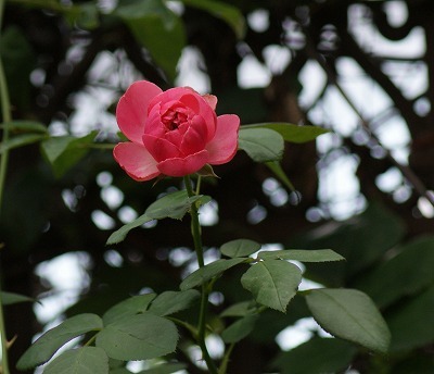 f0170524_1420133.jpg