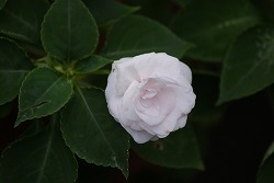 f0170524_14233883.jpg