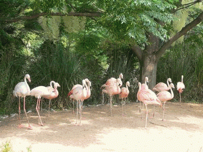 f0196231_20353343.gif
