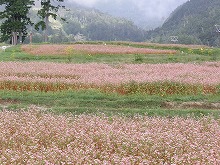 d0048350_19353056.jpg