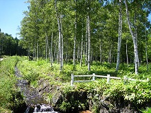 d0048350_19363532.jpg
