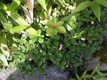 d0048350_19383350.jpg