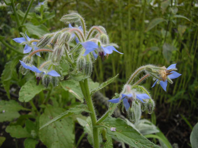 d0116059_9592988.jpg