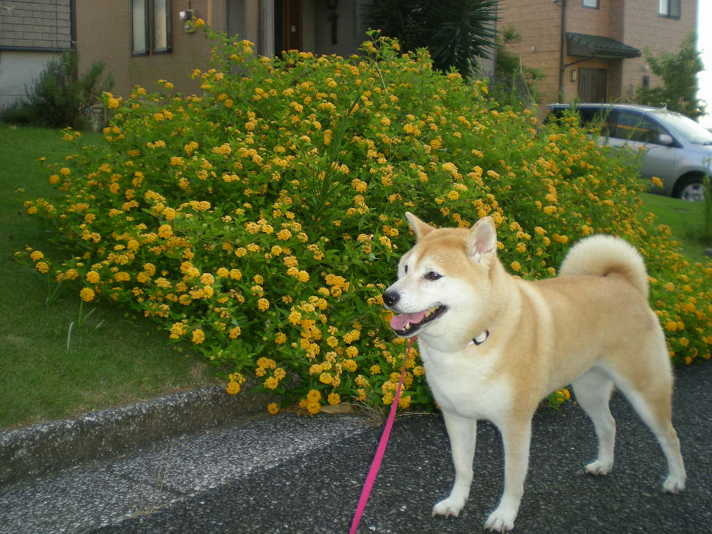 2010年8月26日(木)ドライトマトのその後!_f0060461_10113686.jpg